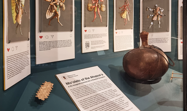 Close up view of a display case showing objects including a sample of mat, a rounded stone, and a container made from a large gourd, with paintings of humanoid-insect figures hanging above