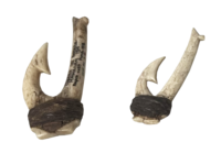 Fish hooks from Hawaii Curved fish hooks